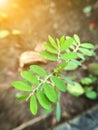 Phyllanthus amarus plant in nature garden - Macro focus