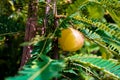 Phyllanthus emblica, also known as emblic, emblic myrobalan, myrobalan, Indian gooseberry, Malacca tree, or amla from Sanskrit Royalty Free Stock Photo