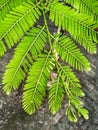 Phyllanthus emblica [emblic myrobalan , amla] tree leafs