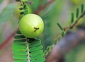 Phyllanthus Emblica, Indian Gooseberry Royalty Free Stock Photo