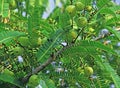 Phyllanthus Emblica, Indian Gooseberry Royalty Free Stock Photo