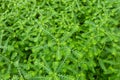 Phyllanthus niruri or gale of the wind Royalty Free Stock Photo