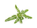 Phyllanthus niruri herb isolated on white