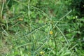 Phyllanthus niruri herb plant