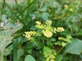 Phyllanthus niruri leaves small plant with yellow leaves growing in the grass. Royalty Free Stock Photo