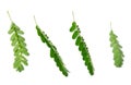 Phyllanthus Niruri Leaves on A White Background