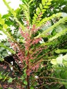 Phyllanthus pulcher flowers