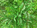 Phyllanthus pulcher plant leaves background