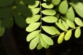 Phyllanthus pulcher leaves in the morning sun