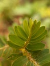 Phyllanthus urinaria