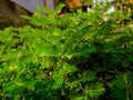 Phyllanthus urinaria Royalty Free Stock Photo