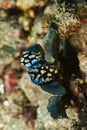 Phyllidia marindica Nudibranch Royalty Free Stock Photo