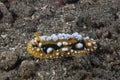 Phyllidia ocellata Nudibranch Royalty Free Stock Photo