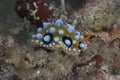 Phyllidia ocellata Nudibranch Royalty Free Stock Photo