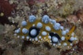 Phyllidia ocellata Nudibranch Royalty Free Stock Photo