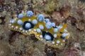 Phyllidia ocellata Nudibranch Royalty Free Stock Photo