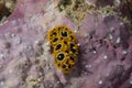 Phyllidia ocellata Nudibranch Royalty Free Stock Photo