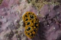 Phyllidia ocellata Nudibranch Royalty Free Stock Photo