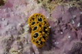 Phyllidia ocellata Nudibranch Royalty Free Stock Photo