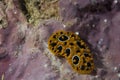 Phyllidia ocellata Nudibranch Royalty Free Stock Photo