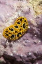 Phyllidia ocellata Nudibranch Royalty Free Stock Photo