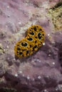 Phyllidia ocellata Nudibranch Royalty Free Stock Photo