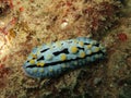 Phyllidia varicosa sea slug Royalty Free Stock Photo