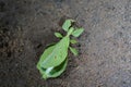 Phylliidae Leaf grasshoppers walking on soil in Northern Thailand