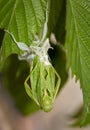 Phylliidae Walking leaf sheds its skin