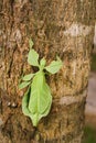 Phyllium giganteum, leaf insect Royalty Free Stock Photo