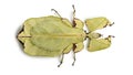 Phyllium giganteum, leaf insect walking leave, phyllidae