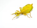 Phyllium philippinicum, aka Leaf Insect is an insect in the order of stick insects, phasmida, that looks like a leaf and Royalty Free Stock Photo