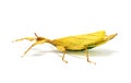 Phyllium philippinicum, aka Leaf Insect is an insect in the order of stick insects, phasmida, that looks like a leaf and Royalty Free Stock Photo