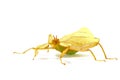 Phyllium philippinicum, aka Leaf Insect is an insect in the order of stick insects, phasmida, that looks like a leaf and Royalty Free Stock Photo