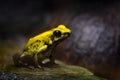 Phyllobates terribilis, Golden Poison Frog, yellow poison frog in tropical nature. Small Amazon frog in nature habitat. Wildlife