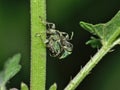 Phyllobius pomaceus - Beetle UK - Macro