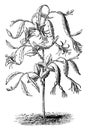 Phyllocactus Biformis vintage illustration