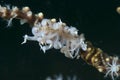 Phyllodesmium iriomotense Nudibranch Royalty Free Stock Photo