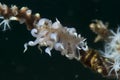 Phyllodesmium iriomotense Nudibranch Royalty Free Stock Photo