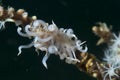 Phyllodesmium iriomotense Nudibranch Royalty Free Stock Photo