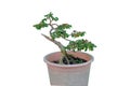 Phyllodium pulchellum in pots used to create bonsai