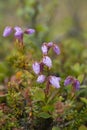 Phyllodoce caerulea, blue mountainheath bloomig