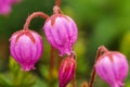 Phyllodoce caerulea - evergreen shrub up to 30 cm tall