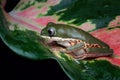 Northern orange-legged leaf frog or tiger-legged monkey frog closeup on green leaves