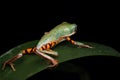 Phyllomedusa hypochondrialis climbing on green leaves