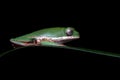 Phyllomedusa hypochondrialis climbing on green leaves