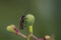 Phyllopertha horticola, climbs on the nut fruit Royalty Free Stock Photo