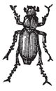 Phyllophaga, vintage engraving