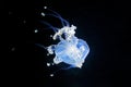 Phyllorhiza punctata, Australian spotted jellyfish in the dark sea water. White blue jellyfish in nature ocean habitat. Water floa Royalty Free Stock Photo