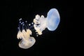 Phyllorhiza punctata, Australian spotted jellyfish in the dark sea water. White blue jellyfish in nature ocean habitat. Water floa Royalty Free Stock Photo